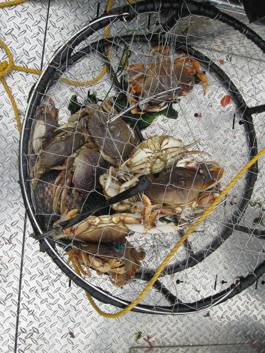 Crab Traps were Very Successful at the Columbia River | Buoy 10 Fishing Guide