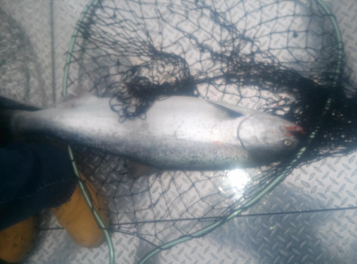 Freshly Caught Columbia River Salmon | Oregon's Columbia Fishing Guide