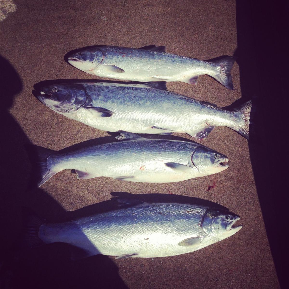 Successful Salmon Fishing in Siuslaw River | Fishing Guides | WVO