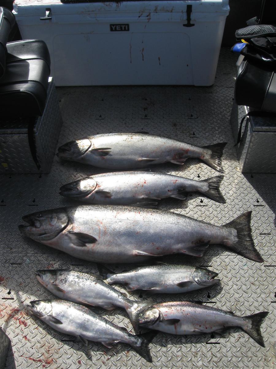 Coho Salmon | Siuslaw River Fishing Guides | Oregon River | WVO