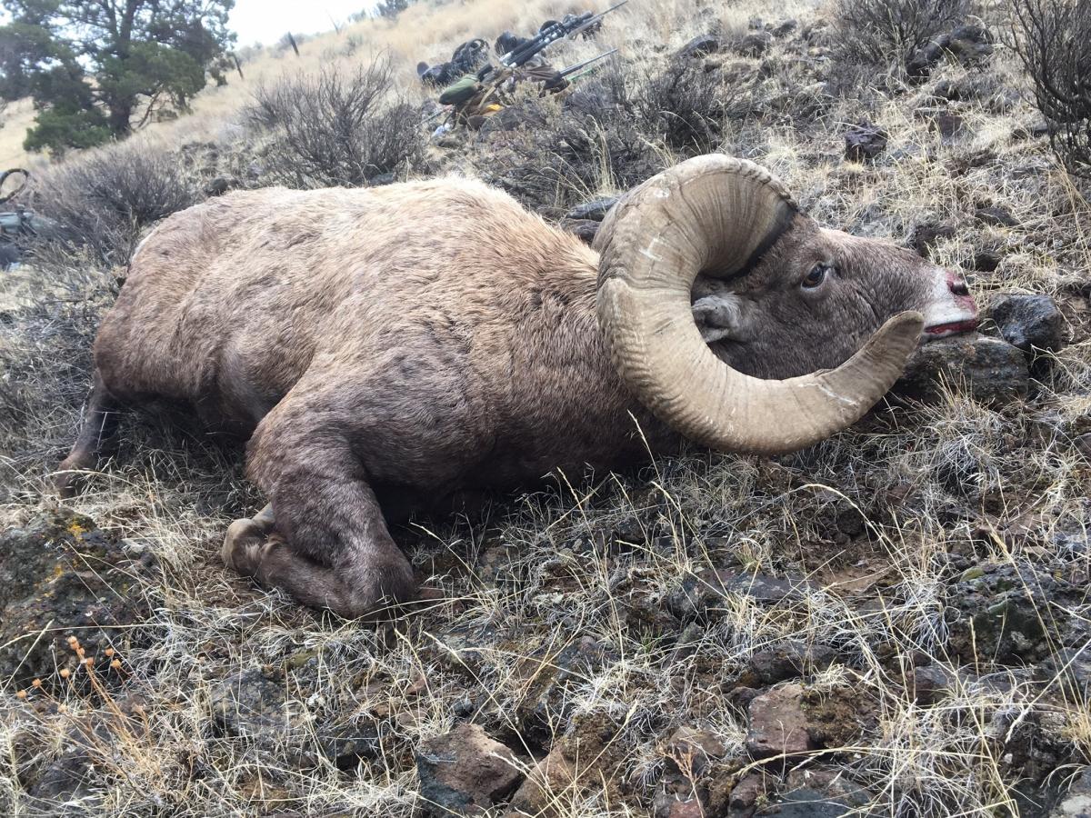 Top Oregon Hunting Guides | Bighorn Sheep | Elk Hunting | WVO