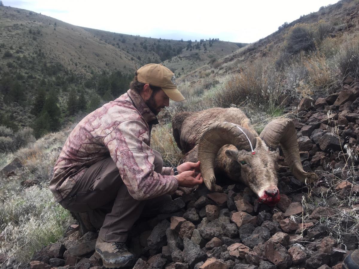 Bighorn Sheep Hunting | John Day River Unit | WVO & Full Curl Guides