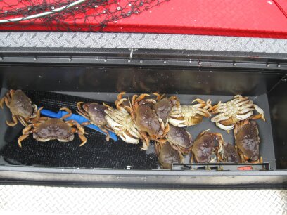 Crabbing At Douglas County | Fishing Guide WVO