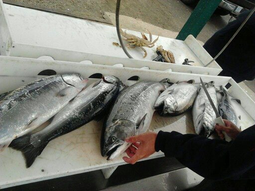 Great Fishing on Winchester Bay | Douglas County Fall Kings & Steelhead | WVO